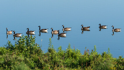 Geese swim peacefully in Belgium