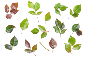 Assorted green and brown leaves scattered on a transparent background. ideal for botanical projects and natural designs.