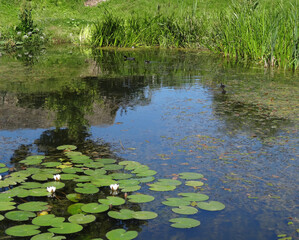 Pond with water lilies. Blue sky and aquatic plants are reflected in water. Atmosphere of relaxation and rest