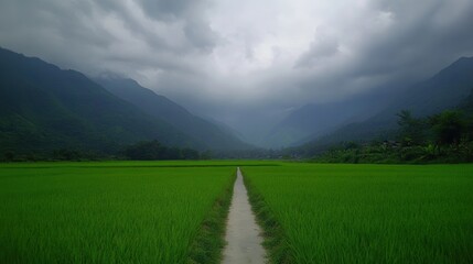 Obraz premium Serene green rice fields with mountain backdrop gloomy skies