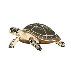 Obraz premium Turtle vector isolated