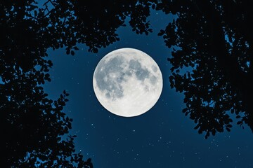 Fototapeta premium Enchanting full moon framed silhouetted tree branches at night