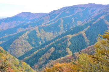 Naklejka premium ナメゴ谷の紅葉