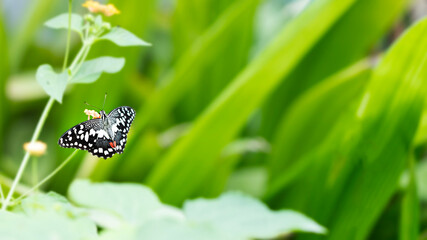 Papilio demodocus butterfly between green leaves. Image with selective focus