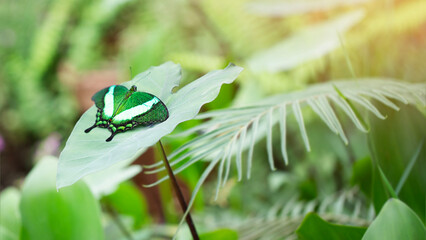 Side view of papilio palinurus butterfly on green leaf. Image with selective focus with blured copy space