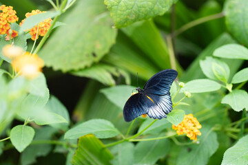 Papilio memnon butterfly on yellow lantana bush. Close up image with selective focus and copy space