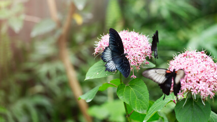 Group of papilio memnon butterflies on pentas flower. Close up image with selective focus
