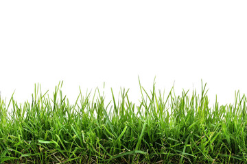 Fototapeta premium Close-up of lush green grass blades, ideal for nature, gardening, and lawn care themes. Provides a fresh, vibrant, and natural background.