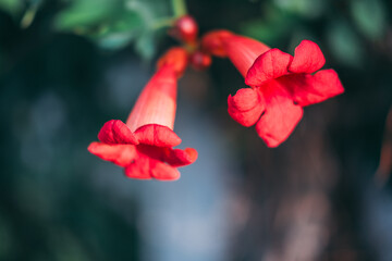 red trumpet flower
