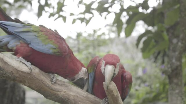 Stunning rare red cockatoo perched gracefully, wings fluttering in breathtaking display. S-log format