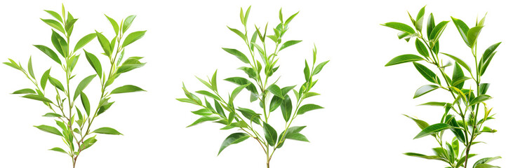 Fototapeta premium Set of tea tree branches with fresh green leaves isolated on a transparent background