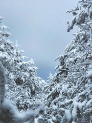 Winter in Sobaeksan National Park, South Korea. Frost completely covers the trees. The trees are...