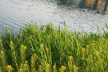 Obraz premium beautiful river and grass. Beautiful calm nature landscape with river or lake