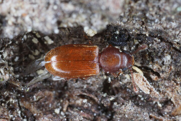 The foreign grain beetle (Ahasverus advena) is a species of beetle in the family Silvanidae. It is related to the sawtoothed grain beetle.