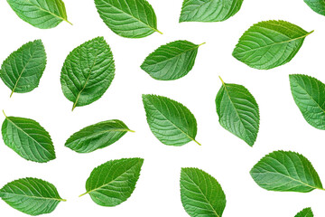 Fototapeta premium Green leaves pattern isolated on transparent background. Fresh and natural leaf arrangement for eco-friendly and botanical design.
