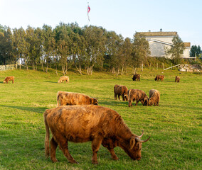The herd of red, long hair cattle on a green, Norwegian field.