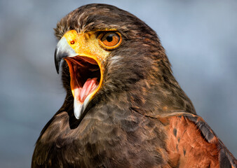 A close up of a squawking Harris's Hawk