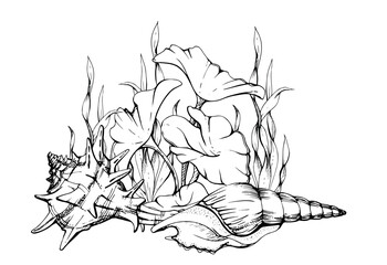 Marine life, sea ocean underwater creatures fish, shells algae seaweed, Ink and pen sketch hand drawn. Composition illustration, stylized, isolated on white. For zoo shop, aquarium, cosmetics, resort