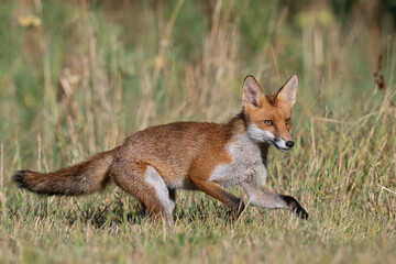 Red Fox (Vulpes vulpes) running through a summer meadow