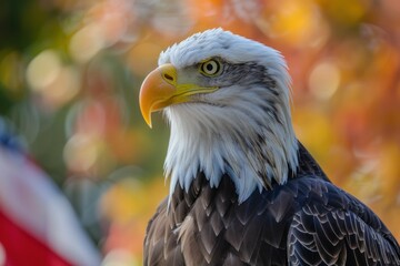 Obraz premium Majestic bald eagle portrait against autumnal background with warm colors, showcasing its fierce gaze and detailed plumage