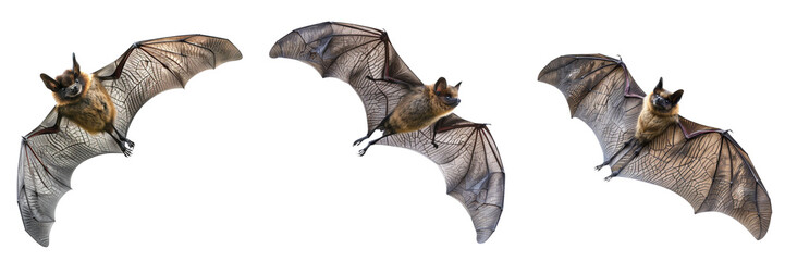 Set of bat in flight capturing the elegance of its wing flaps isolated on a transparent background