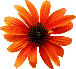 자주루드베키아 에키네이샤 꽃