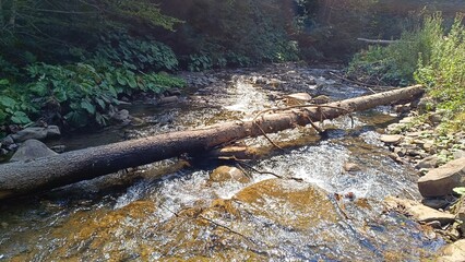 mountain river with a fallen tree