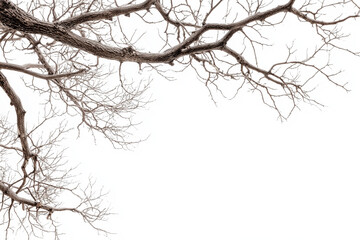 Obraz premium dry tree branches on a white background