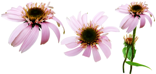 자주루드베키아 에키네이샤 꽃