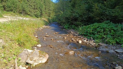 stream in the forest
