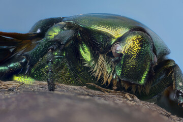 Cetonia aurata