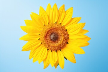 Naklejka premium One Sunflower flower isolated on blue background, top view. Floral flowers pattern.