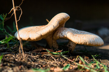 Two large wild mushrooms, likely Chlorophyllum molybdites, growing in a natural outdoor setting, shot 1