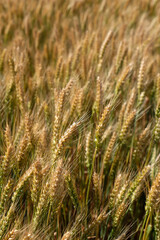 A close-up a field with ears of golden wheat. Wheat agriculture harvesting agribusiness concept.