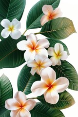 Fototapeta premium A close up of a bunch of white flowers with orange centers. The flowers are arranged in a way that they look like they are growing out of a leaf. The image has a serene and calming mood