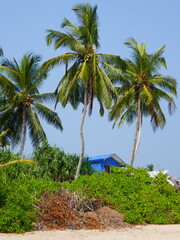 Tangalle au Sri Lanka