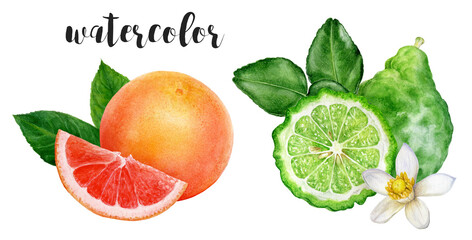 Hand-Painted Watercolor Bergamot and Grapefruit Botanical Illustration