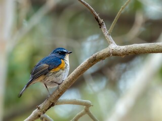 Obraz premium 森の中の木陰で枝に留まって周りを見渡しているルリビタキの雄