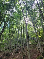 Obraz premium Sous-bois 