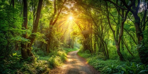 Fototapeta premium Sunlight filters through dense foliage on a winding forest path