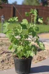 Fototapeta premium Yoshta seedling, currant berry, hybrid of gooseberry and currant, ready for planting in the ground