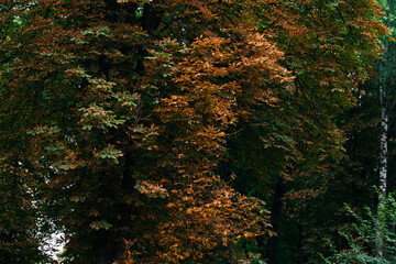 autumn brown and green trees foliage natural background October with low light and muted colors in shadow environment space