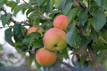 Apples ripening on a branch in the garden on a blurred background
