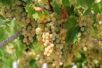 Grapes ripening on branches in the garden on a blurred background
