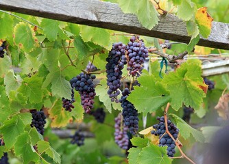Grapes ripening on branches in the garden on a blurred background
