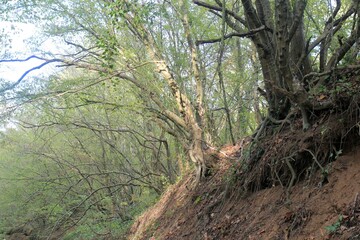 Forest in Borovets district (Varna, Bulgaria) at the end of summer
