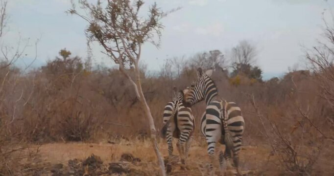Two Zebras in Savannah video
