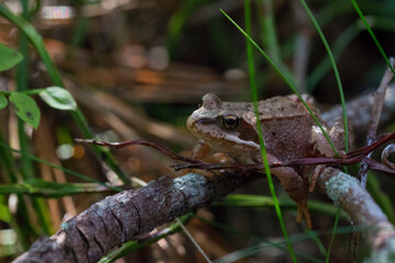 A frog sits on a branch in a summer forest. taken in close-up in a natural environment