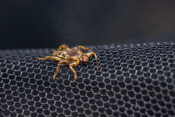 Hippoboscidae Samouelle on a net, reindeer bloodsucker. The nightmare of fishermen and mushroom pickers, tangled in hair , shot in close-up, against a dark background in a natural habitat