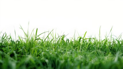 Obraz premium Vivid green grass with a clean white backdrop